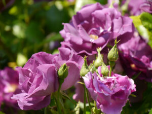 Rosa 'Minerva' im Garten Bloummhoeske, von Joke & Koen Bloem