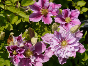 Clematis 'Piilu', im Garten Bloummhoeske, von Joke & Koen Bloem