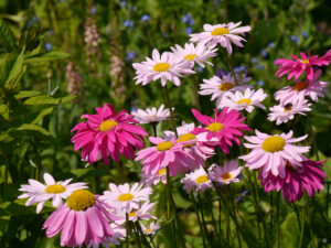 Tanacetum coccineum 'Robinson's Giant Mix', GARTEN JOKE BLOEM