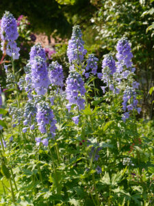 Rittersporn, Delphinium 'Bellamosum' im Bloummhoeske