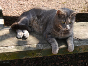 Kater Jippe braucht eine Pause im Garten von Joke Bloem