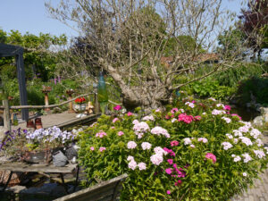 Olivenbaum, ca. 50 Jahre, versenkter Kübel, GARTEN JOKE BLOEM