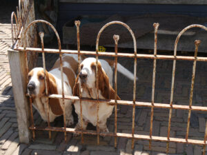 links Nuna, rechts Daisy, 2 von insgesamt 6 Bassets, im GARTEN JOKE BLOEM