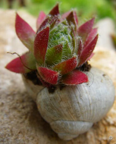 Sempervivum in Weinbergschneckenhaus in Wurzerlsgarten