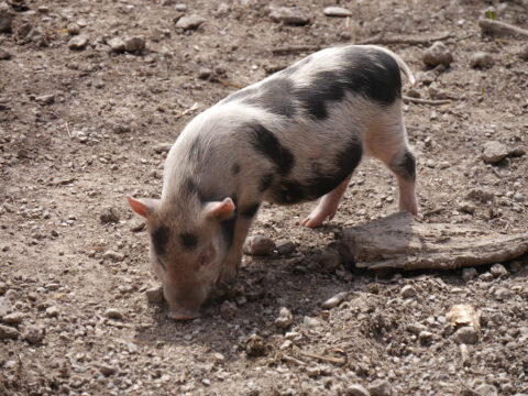 Hängebauch-Schwein Frischling im Wildpark Poing