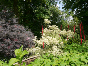 Sambucus nigra 'Black Beauty', schwarzer Holunder, Bistorta amplexicaulis 'Atropurpurea', Kerzenknöterich, GARTEN DIDDENS