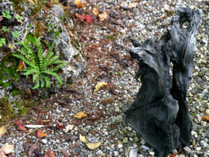 Mooreiche und Braunstieliger Streifenfarn (Asplenium trichomanes) in Wurzerls Vorgarten