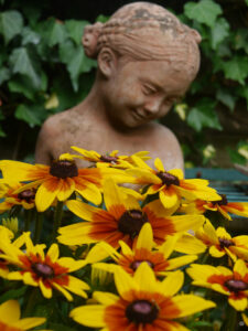 Rudbeckia hirta 'Sunbeckia', Rauher Sonnenhut, auf Wurzerls Terrasse