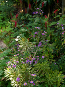 Das Herbstbeet in Wurzerlsgarten nimmt Gestalt an.