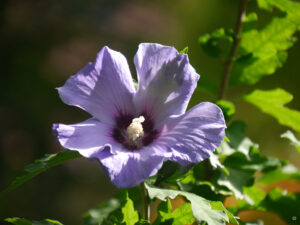 Hibiscus syriacus am Bachhügel in Wurzerlsgarten