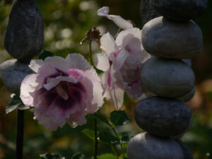 Eine meiner Persischen Rosen in Wurzerlsgarten