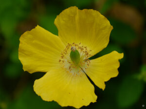 Papaver cambricum, gelber Waldscheinmohn, Waldgarten Etzel