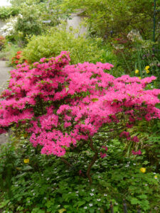 Cornus canadensis unter Azalee im Garten Etzel