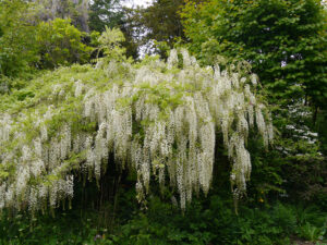 Die weiße Gischt des Blauregens, Wisteria, im Waldgarten Etzel