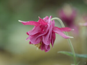 Aquilegia vulgaris im Waldgarten Etzel 