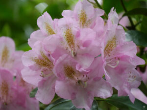 Großblütiger Rhododendron im Waldgarten Etzel