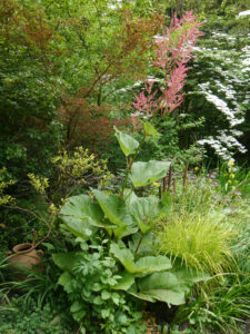 Zierrhabarber, Rheum palmatum und japanisches Waldgras im Waldgarten Etzel