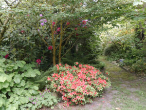 Kleinblütige Rhododendren im Waldgarten Etzel