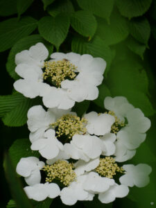 Viburnum mariesii im Waldgarten Etzel