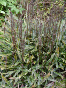 Blechnum penna-marina, Seefeder, Rippenfarn im Waldgarten Etzel 