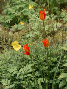 Wildtulpen und Wald-Scheinmohn im Waldgarten Etzel