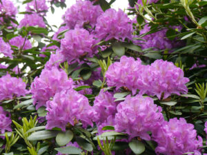 Rhododendron im Waldgarten Etzel