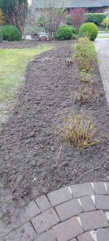 Anfang April Hauszugang und langes Mixed Border mit vorbereitetem Boden im Garten Ulrike Koska.