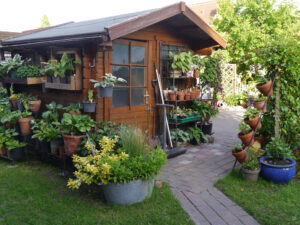 Das Gartenhaus mit Hostatöpfen bestückt, dahinter ist die Terrasse von Ulrike Koska. 