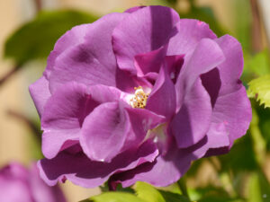 Rosa 'Rhapsody in Blue' Garten Ulrike Koska 