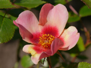 Rosa 'Fancy Babylon Eyes',  HOSTAGARTEN ULRIKE KOSKA