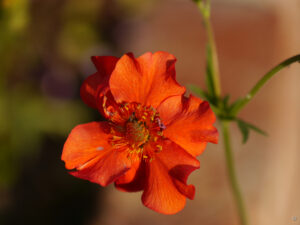 Geum coccineum im Garten Ulrike Koska