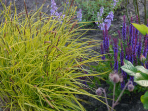 Carex elata 'Bowles Golden', HOSTAGARTEN ULRIKE KOSKA