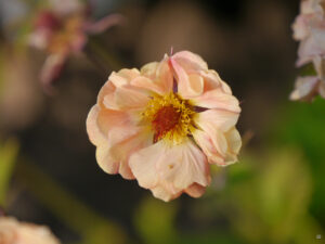 Geum 'Mai Thai' im Garten Ulrike Koska 