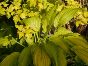 Hosta 'Spritzer', HOSTAGARTEN ULRIKE KOSKA