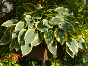 Hosta 'Valley's Glacier', HOSTAGARTEN ULRIKE KOSKA