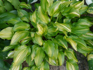 Hosta 'Geisha', HOSTAGARTEN ULRIKE KOSKA