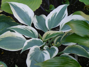 Hosta 'Firn Line', HOSTAGARTEN ULRIKE KOSKA