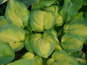 Hosta 'Brother Stefan', HOSTAGARTEN ULRIKE KOSKA