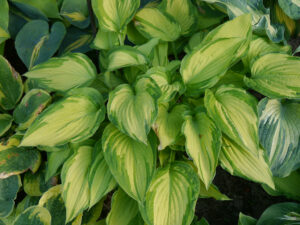 Hosta 'Albopicta', HOSTAGARTEN ULRIKE KOSKA