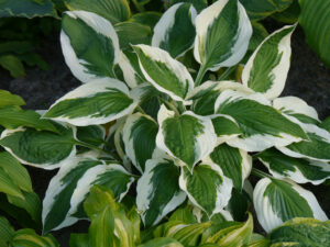 Hosta 'Patriot', HOSTAGARTEN ULRIKE KOSKA