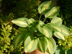 Hosta 'Gipsy Rose', HOSTAGARTEN ULRIKE KOSKA