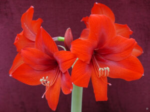 Hippeastrum 'Orange Souvereign, Wurzerlsgarten