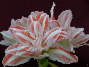 Hippeastrum 'Dancing Queen', Wurzerlsgarten