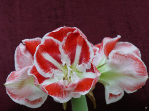 Hippeastrum 'Minerva', Wurzerlsgarten