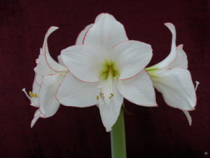 Hippeastrum 'Picotee' in Wurzerlsgarten