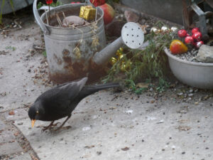 Amsel vor der Wurzerlküche