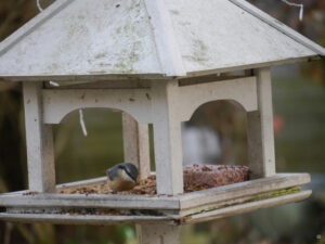 Der Kleiber vergisst ganz dass Vogelhäuschen unter seiner Würde sind.