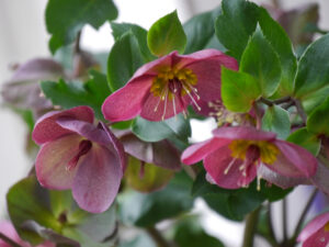 Helleborus Hybride in Wurzerlsgarten 