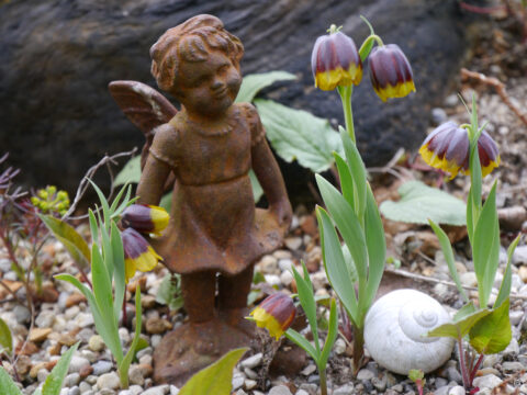 Fritillaria michailowsky im Steingarten von Wurzerlsgarten