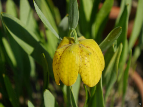 Fritillaria aurea